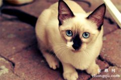 小猫不吃猫粮但又要叫是啥原因？