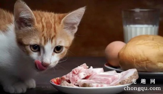 猫真的可以吃生肉吗？需要注意哪些问题