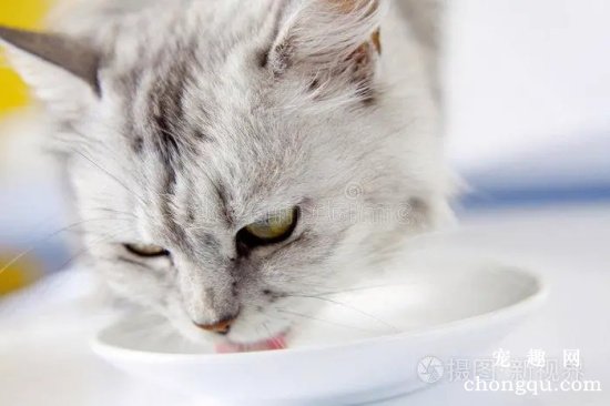 猫咪可不可以饮用纯牛奶？