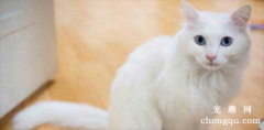 猫咪毛囊炎怎么在家治疗？