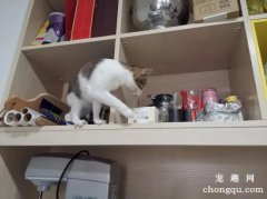 <b>猫总是在吃饭的时候跳上桌子怎么办？</b>