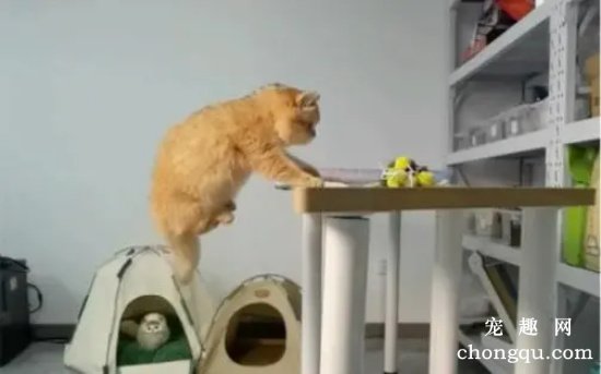 猫总是在吃饭的时候跳上桌子怎么办？