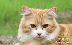 猫咪有耳螨怎么办 耳螨具有传染性