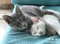 小猫离开母猫一直叫怎么办