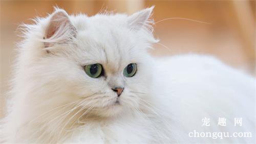 驱蚊器对猫咪会有害处吗？