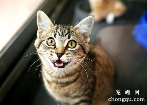 小猫吐黄水怎么办 呕吐是常见的疾病之一