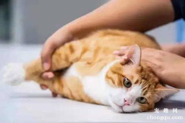小猫吐黄水怎么办 呕吐是常见的疾病之一