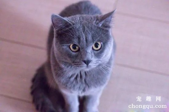 母猫为什么吃小猫 母猫食仔癖是一种病态