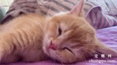 <b>小猫为什么打呼噜？</b>