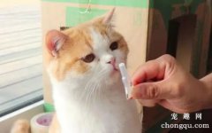 <b>怎样给猫做绝育手术？绝育手术中的注意事项</b>