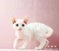 <b>德文卷毛猫的养护常识</b>