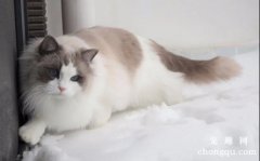 <b>纯种“布偶猫”的6大特征，很多人养的都是串串</b>