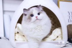 猫咪不小心闻了风油精怎么办？有什么危害？