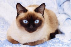 暹罗猫优点和缺点是什么？