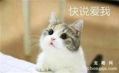 一直养猫为什么会突然猫过敏 以前不过敏