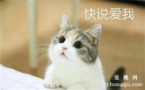 一直养猫为什么会突然猫过敏 以前不过敏