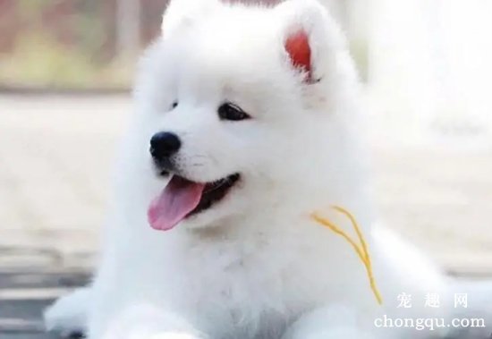 萨摩耶鼻子褪色怎么办？