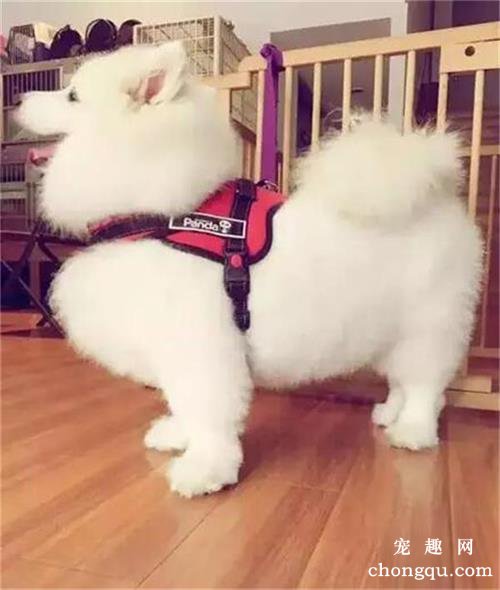 狗狗掉毛的原因有哪些？
