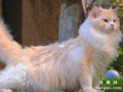 <b>布偶猫体重年龄对照 怎么养才能体重达标</b>
