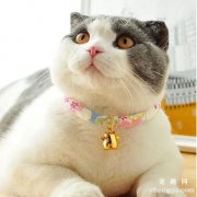 <b>猫咪带铃铛会影响听力吗 什么样的猫需要带铃铛</b>