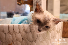 <b>怎么看懂猫咪的想法 读懂猫米的肢体语言</b>