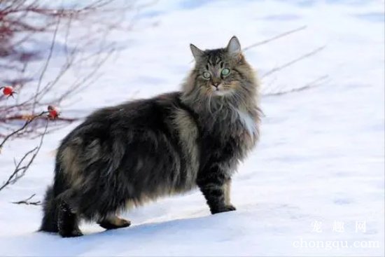 挪威森林猫和缅因猫的区别