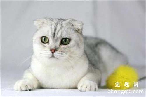 猫超过预产期还没生怎么办？