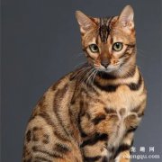 为什么很少人养孟加拉豹猫？