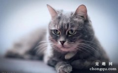 <b>猫吃泡沫塑料怎么办 这些办法很有效</b>