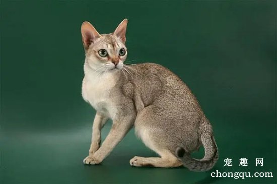 新加坡猫的日常饲养方法