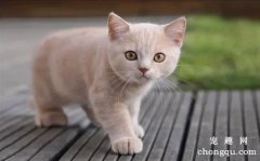 <b>猫为什么喜欢舔尾巴和屁股？这些原因你要警惕了</b>