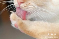 <b>猫咪的舌头为什么有刺？</b>