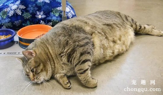 猫咪太胖了怎么减肥?