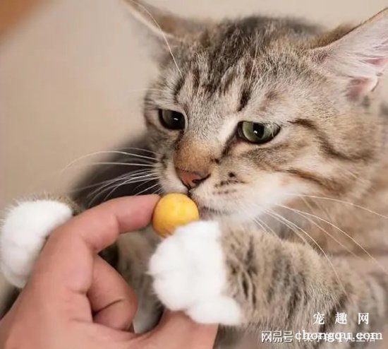 猫咪吃蛋黄可以化毛吗 猫咪吃蛋黄有什么好处