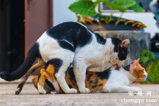 猫交配需要多久时间 猫交配几次能受孕