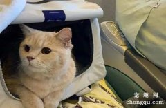 <b>飞机托运猫咪需要什么？</b>