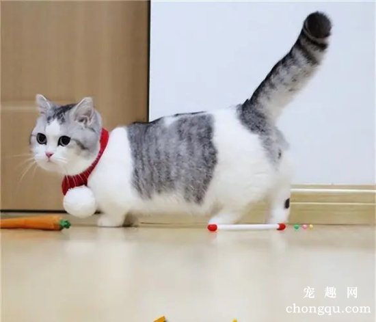 曼赤肯猫和拿破仑猫有什么区别？