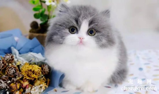 曼赤肯猫和拿破仑猫有什么区别？