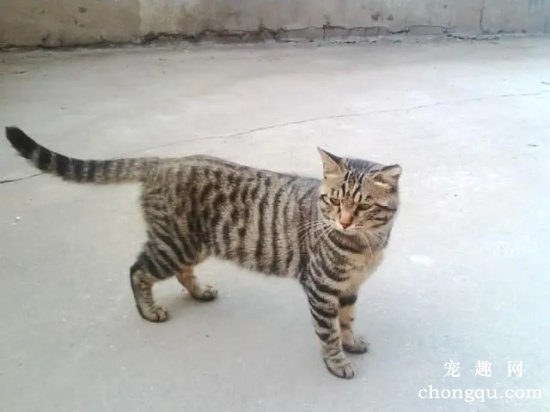 土猫和宠物猫的区别是什么？