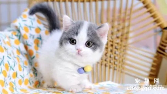 如何挑选曼基康猫