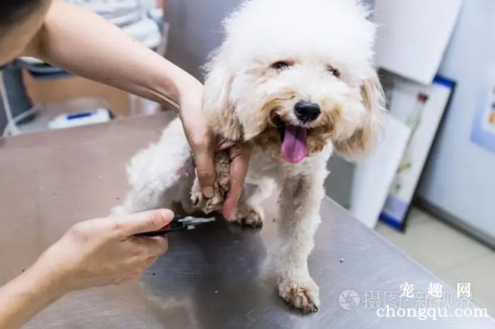 狗狗为什么讨厌剪指甲？