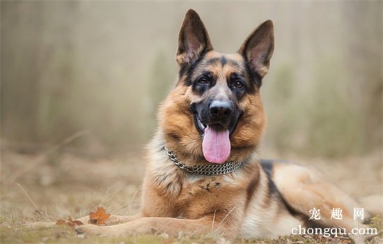 犬深部真菌病