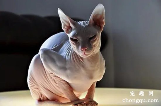 彼得秃猫和斯芬克斯猫有什么区别？