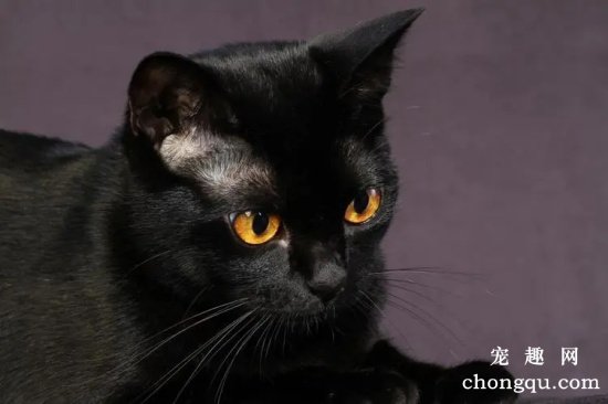 黑猫和孟买猫的区别方法