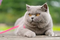 英国短毛猫性格怎么样