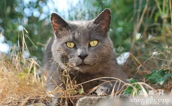 卡尔特猫和英短的区别是什么