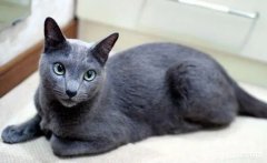 <b>俄罗斯蓝猫的特点有哪些</b>