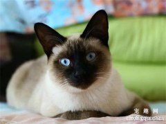 猫咪喂了安痢肽会立刻起作用吗？