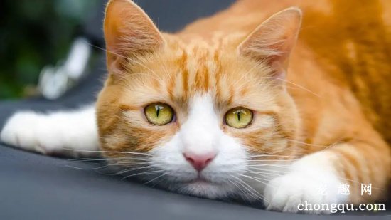 猫咪长癣怎么办 猫癣可传染给人注意消毒