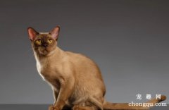 缅甸猫和缅因猫有什么区别 二者区别介绍